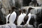 Guillemots, England by Dave Banks