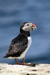 Puffin, England by Dave Banks