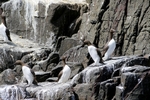 Guillemots, England by Dave Banks