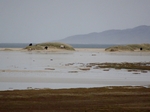 Cattle on Horgabost Beach, Harris by Dave Banks