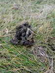 Goose droppings, Lewis by Dave Banks