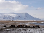 Icelandic horses, Iceland