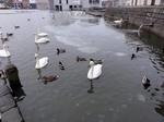 Tjornin Lake, Reykjavik, Iceland