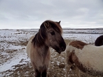 Icelandic horses, Iceland