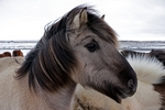 Icelandic horses, Iceland