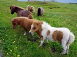 Shetland ponies by Dave Banks