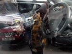 Cat in car, MV Hjaltland by Dave Banks
