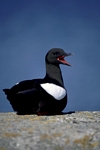 Black Guillemot at Lochranza ferry terminal, Arran, Scotland by Dave Banks
