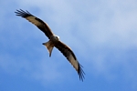 Red Kite, Central by Dave Banks