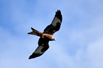Red Kite, Central by Dave Banks
