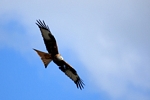 Red Kite, Central by Dave Banks