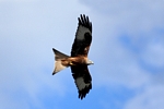 Red Kite, Central by Dave Banks