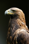 Golden Eagle, Central by Dave Banks