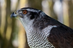 Goshawk, Central by Dave Banks