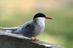 Arctic Tern, Isle of May, Fife by Dave Banks