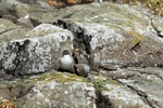 Arctic Tern chicks, Isle of May, Fife by Dave Banks