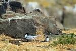 Arctic Tern with chick, Isle of May, Fife by Dave Banks