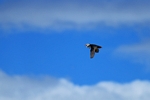 Puffin, Isle of May, Fife by Dave Banks