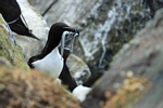 Guillemot, Isle of May, Fife by Dave Banks