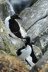 Guillemots, Isle of May, Fife by Dave Banks