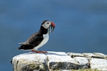 Puffin, Isle of May, Fife by Dave Banks