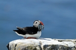 Puffin, Isle of May, Fife by Dave Banks