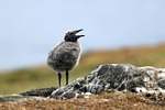 Herring Gull chick, Isle of May, Fife by Dave Banks