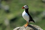 Puffin, Isle of May, Fife by Dave Banks