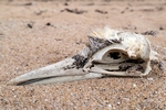 Gannet skull, Fife by Dave Banks