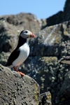 Puffin, Isle of May, Fife by Dave Banks