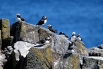 Puffins, Isle of May, Fife by Dave Banks