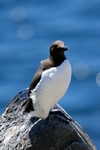 Guillemot, Isle of May, Fife by Dave Banks