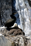 Shag and chicks, Isle of May, Fife by Dave Banks