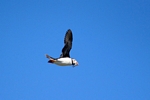 Puffin, Isle of May, Fife by Dave Banks