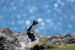 Puffin, Isle of May, Fife by Dave Banks