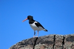 Oystercatcher, Isle of May, Fife by Dave Banks
