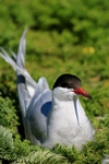 Common Tern, Isle of May, Fife by Dave Banks