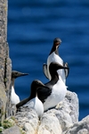 Guillemots, Isle of May, Fife by Dave Banks