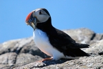 Puffin, Isle of May, Fife by Dave Banks