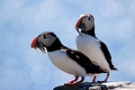 Puffins, Isle of May, Fife by Dave Banks