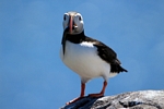 Puffin, Isle of May, Fife by Dave Banks