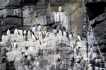 Guillemots, Isle of May, Fife by Dave Banks
