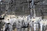 Guillemots, Isle of May, Fife by Dave Banks