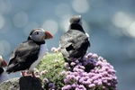Puffins, Isle of May, Fife by Dave Banks