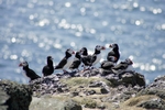 Puffins, Isle of May, Fife by Dave Banks