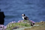Puffin, Isle of May, Fife by Dave Banks
