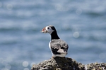 Puffin, Isle of May, Fife by Dave Banks