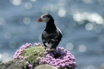 Puffin, Isle of May, Fife by Dave Banks