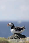 Puffin, Isle of May, Fife by Dave Banks