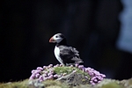 Puffin, Isle of May, Fife by Dave Banks